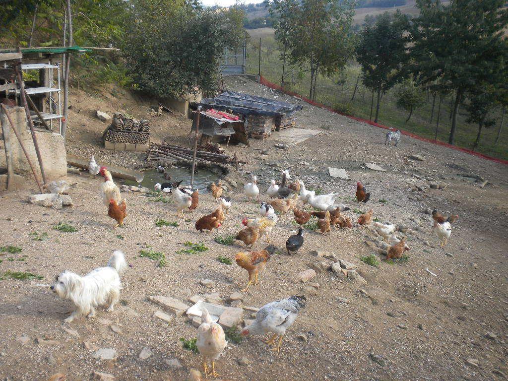 Agriturismo Le Vergare Offagna المظهر الخارجي الصورة